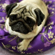 Illustration for article titled More Puppy Love From the Westminster Dog Show
